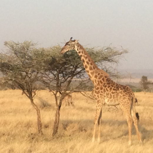 Image of giraffe